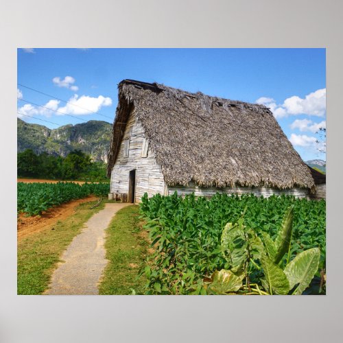 Cuban Tobacco Farm and Drying House Poster