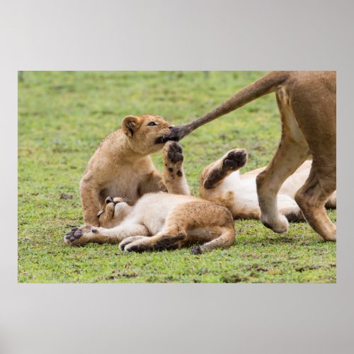 Cubs Playing with Lioness Poster