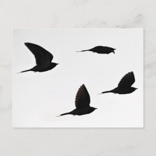 Cuckoo flock postcard