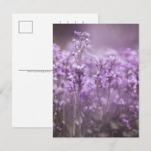 Cuckoo Flower Nature Photo Holiday Postcard