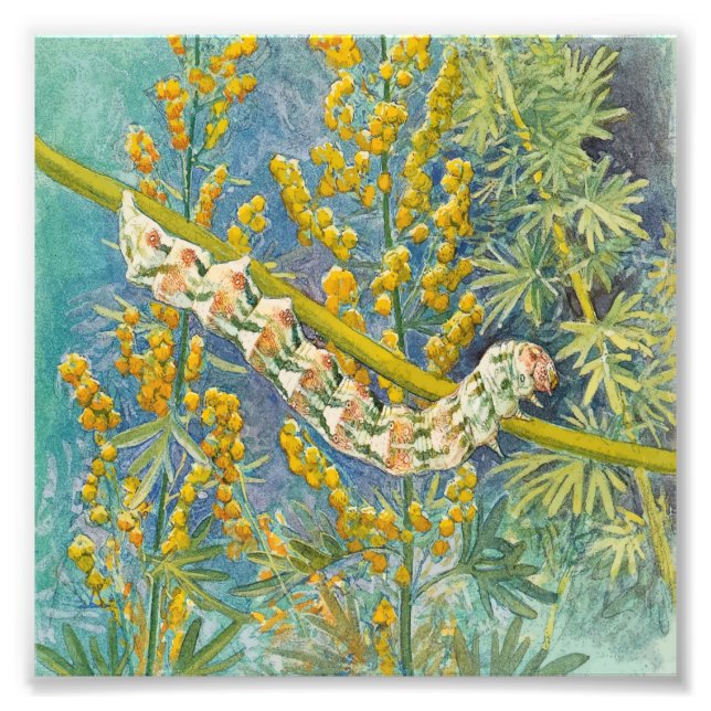 Cucullia Absinthii Wormwood Caterpillar  Photo Print (Front)