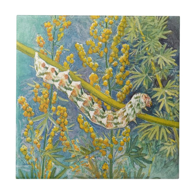 Cucullia Absinthii Wormwood Caterpillar  Tile (Front)