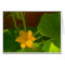 Cucumber Bloom