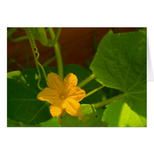 Cucumber Bloom Cards (Front Horizontal)