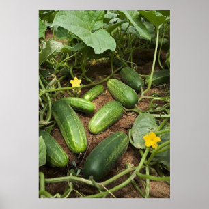 Cucumber Patch Poster (in many sizes)