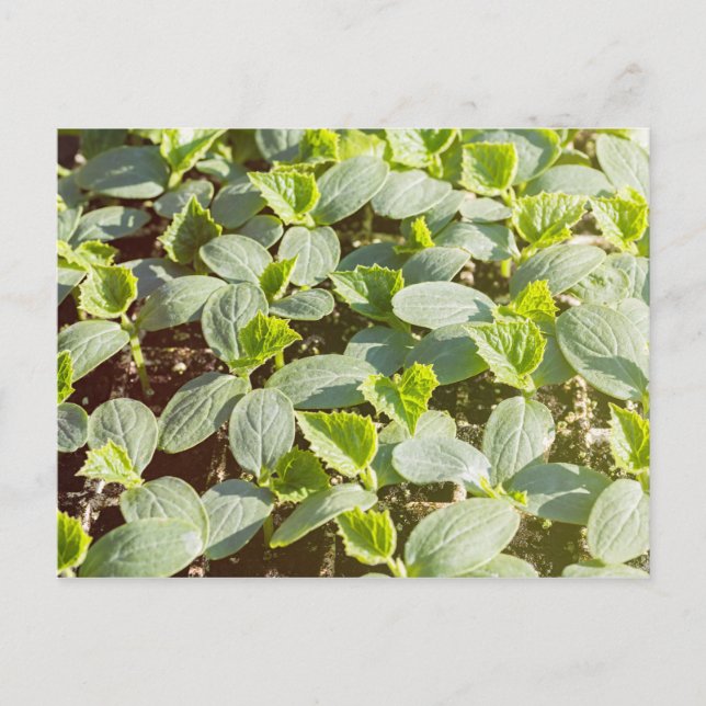 Cucumber Seedlings Postcard (Front)