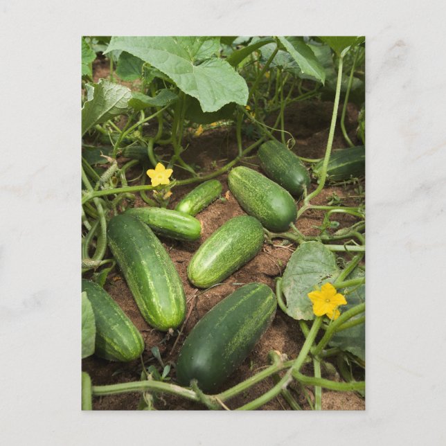 Cucumbers Postcard (Front)