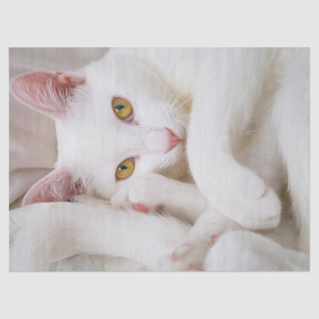 cuddle kitty tissue paper (Front)