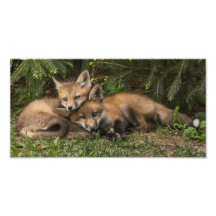 Cuddling Fox Kits  Photo Print