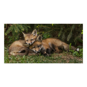 Cuddling Fox Kits  Poster