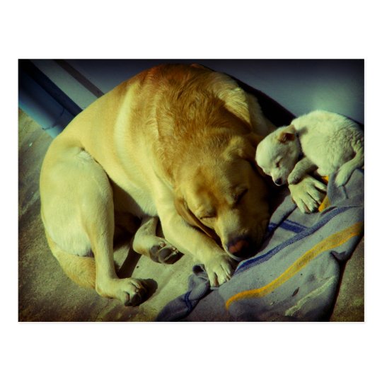 Cuddling Labrador and puppy Postcard