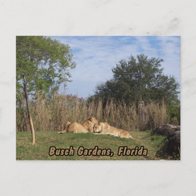 Cuddling Lions Postcard (Front)
