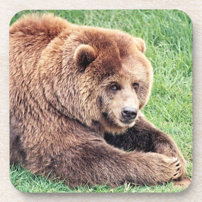 Cuddly Brown Bear Photograph Beverage Coaster (Front)