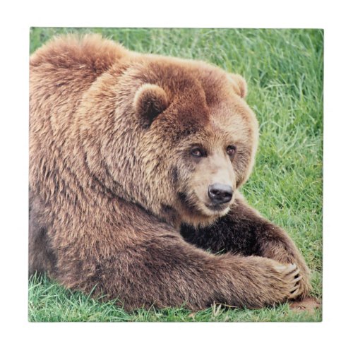 Cuddly Brown Bear Photograph Ceramic Tile