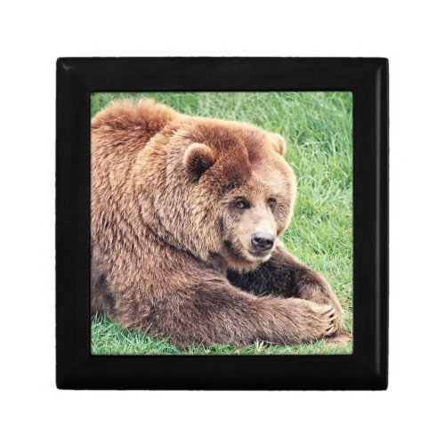 Cuddly Brown Bear Photograph Gift Box