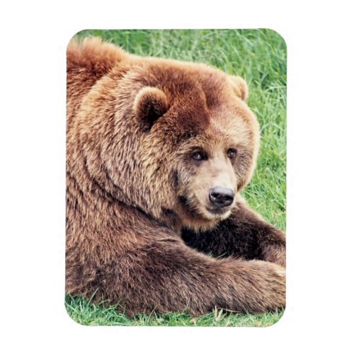 Cuddly Brown Bear Photograph Magnet