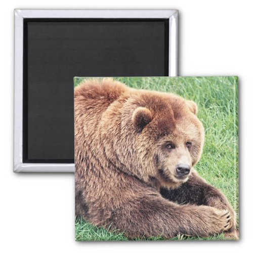 Cuddly Brown Bear Photograph Magnet
