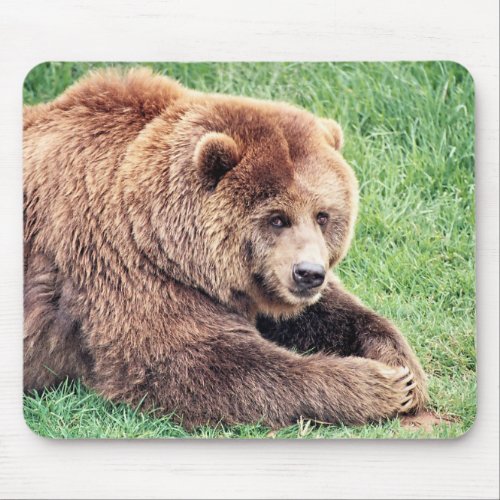 Cuddly Brown Bear Photograph Mouse Pad