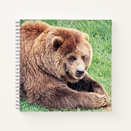 Cuddly Brown Bear Photograph Notebook