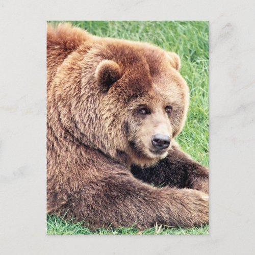 Cuddly Brown Bear Photograph Postcard
