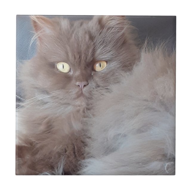 Cuddly Cat Ceramic Tile (Front)