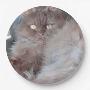 Cuddly Cat  Paper Plates