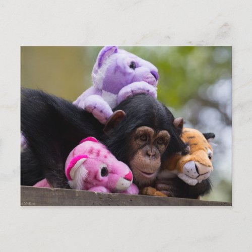 Cuddly Chimp  Animal Friends Postcard