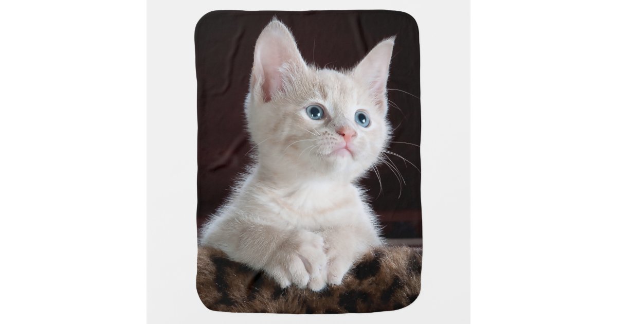 Cuddly Cute Kitten Swaddle Blanket Zazzle