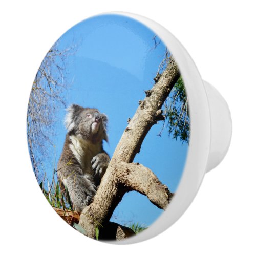 Cuddly Koala Bear In A Tree Ceramic Knob