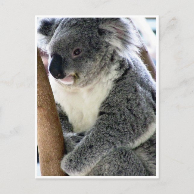 cuddly koala postcard (Front)