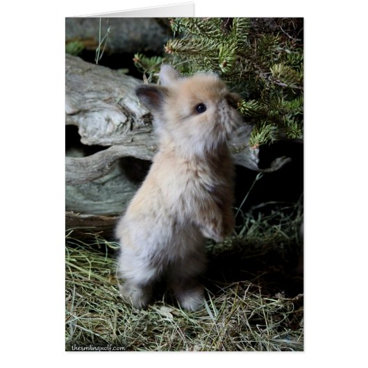Cuddly Lionhead Bunny Cards (Front)