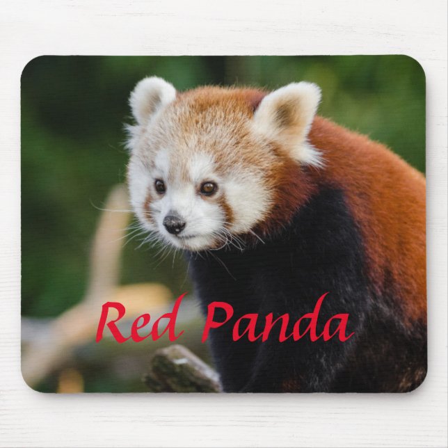 Cuddly Red Panda Photo Mouse Pad (Front)