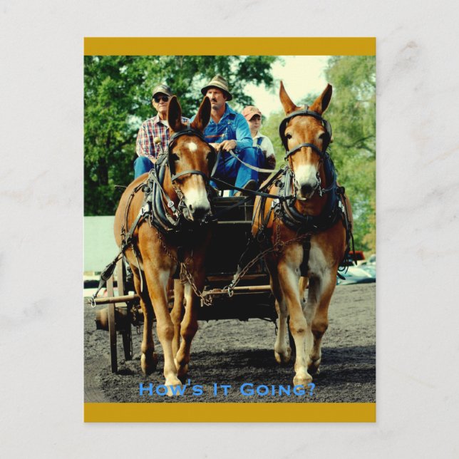 culpeper va draft horse show postcard (Front)