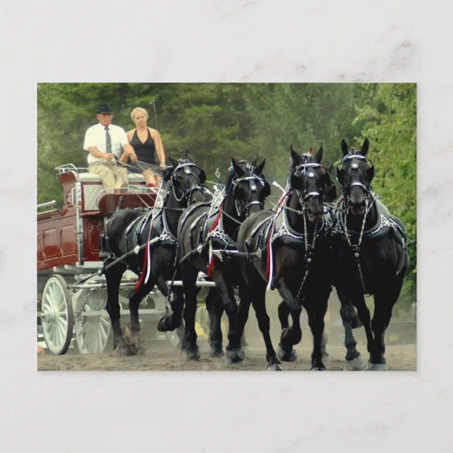 culpeper va draft horse show postcard Zazzle