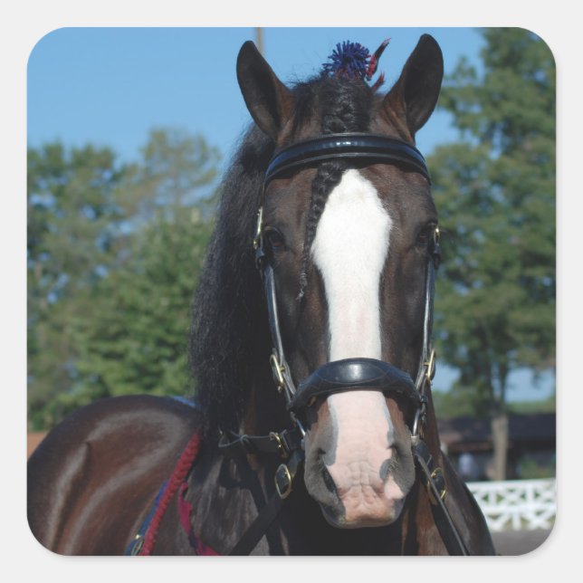 culpeper va draft horse show square sticker (Front)
