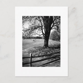 Culver Tree Postcard
