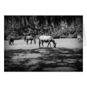 Cumberland in Black (Front Horizontal)