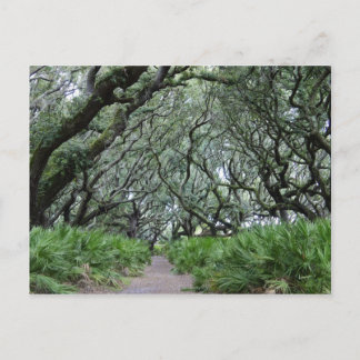 Cumberland Island Postcard