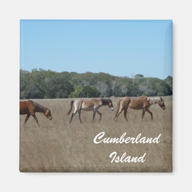 Cumberland Island Wild Horses Photo Magnet Georgia (Front)