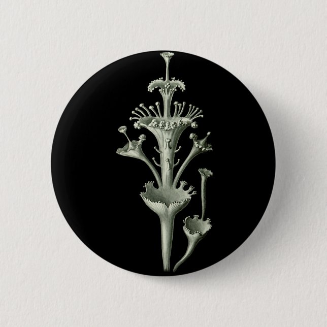 Cup Lichen Pinback Button (Front)
