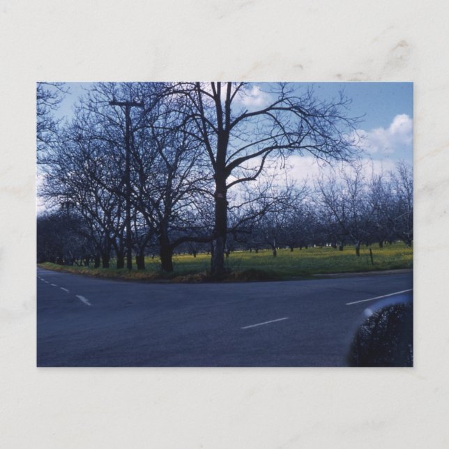 Cupertino Orchard 1960 Postcard (Front)