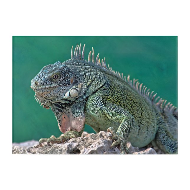 Curacao - Green Iguana - Animal Acrylic Print (Front)