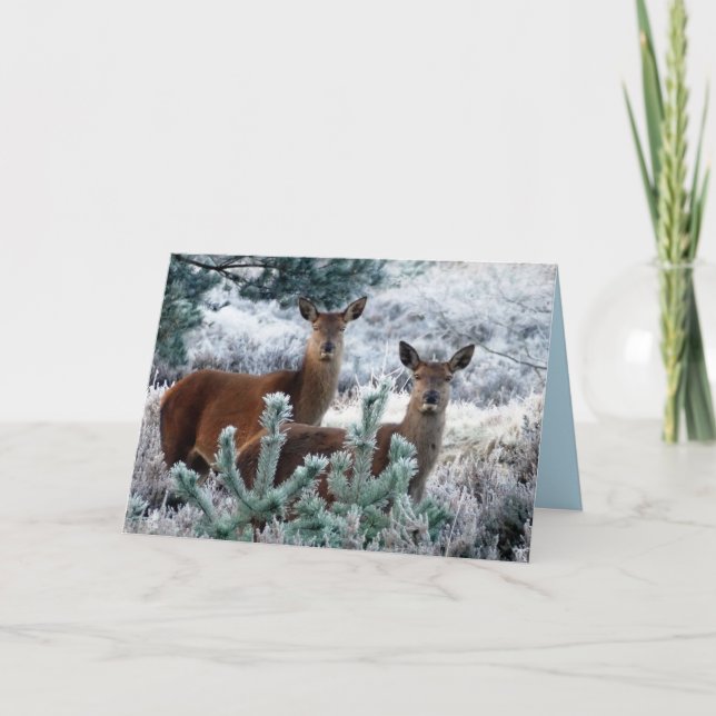 curiosity deer greeting card (Front)