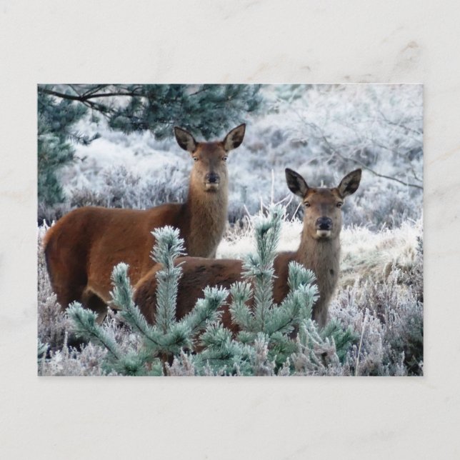 curiosity deer postcard (Front)
