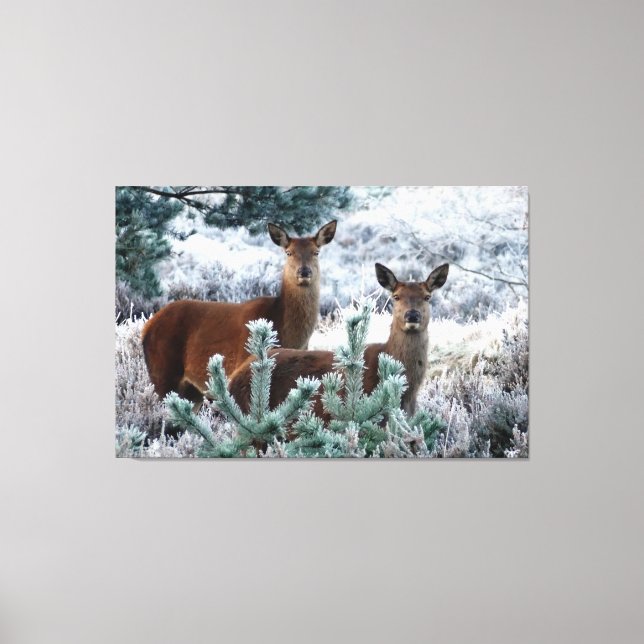 curiosity deer wrapped canvas print (Front)