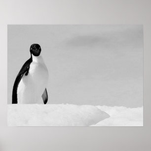 Curious Adelie Penguin Standing on Antarctic Snow Poster