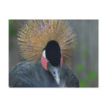 Curious African Crowned Crane Postcard