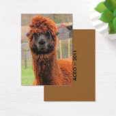 Curious Alpaca ~ ATC (Desk)