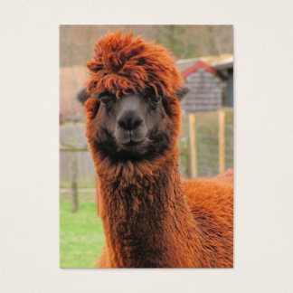 Curious Alpaca ~ ATC