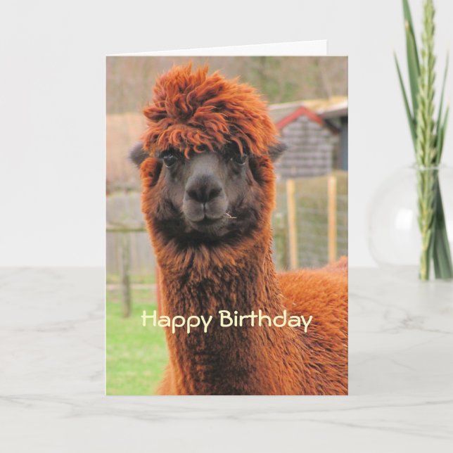 Curious Alpaca ~ card (Front)